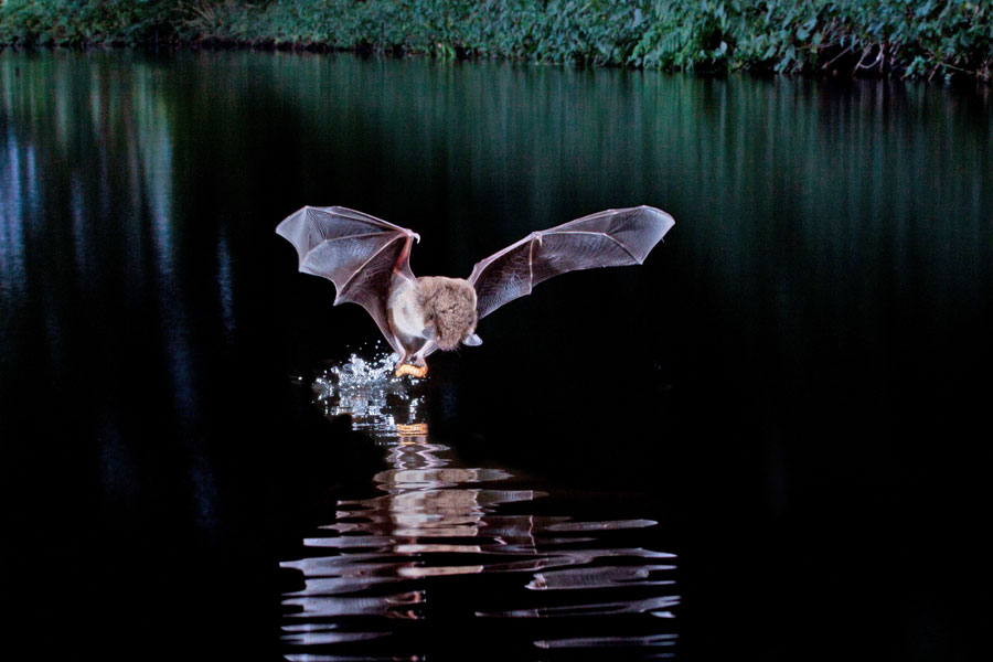 Wasserfledermaus © shutterstock_1459723550_Agami Photo Agency Wasserfledermaus © shutterstock_1459723550_Agami Photo Agency