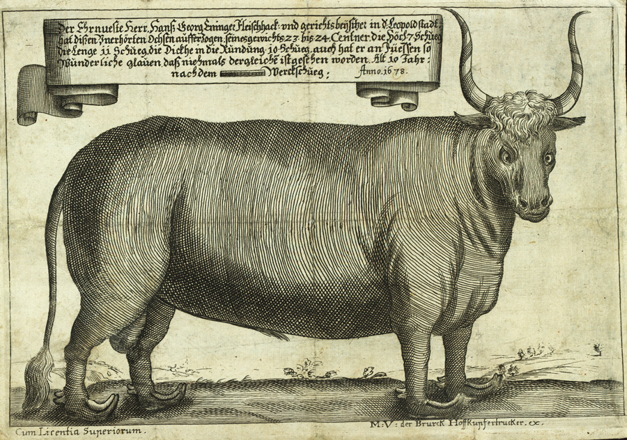 M.V.der Bruck, Abbildung eines besonders großen Ochsen aus der Leopoldstadt, 1678 © Foto: WM M.V.der Bruck, Abbildung eines besonders großen Ochsen aus der Leopoldstadt, 1678 © Foto: WM