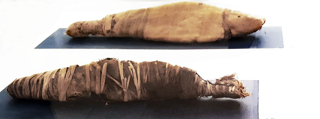 Zwei mumifizierte Fische (junge Bajad-Stachelwelse), die als Opfergaben dienten.